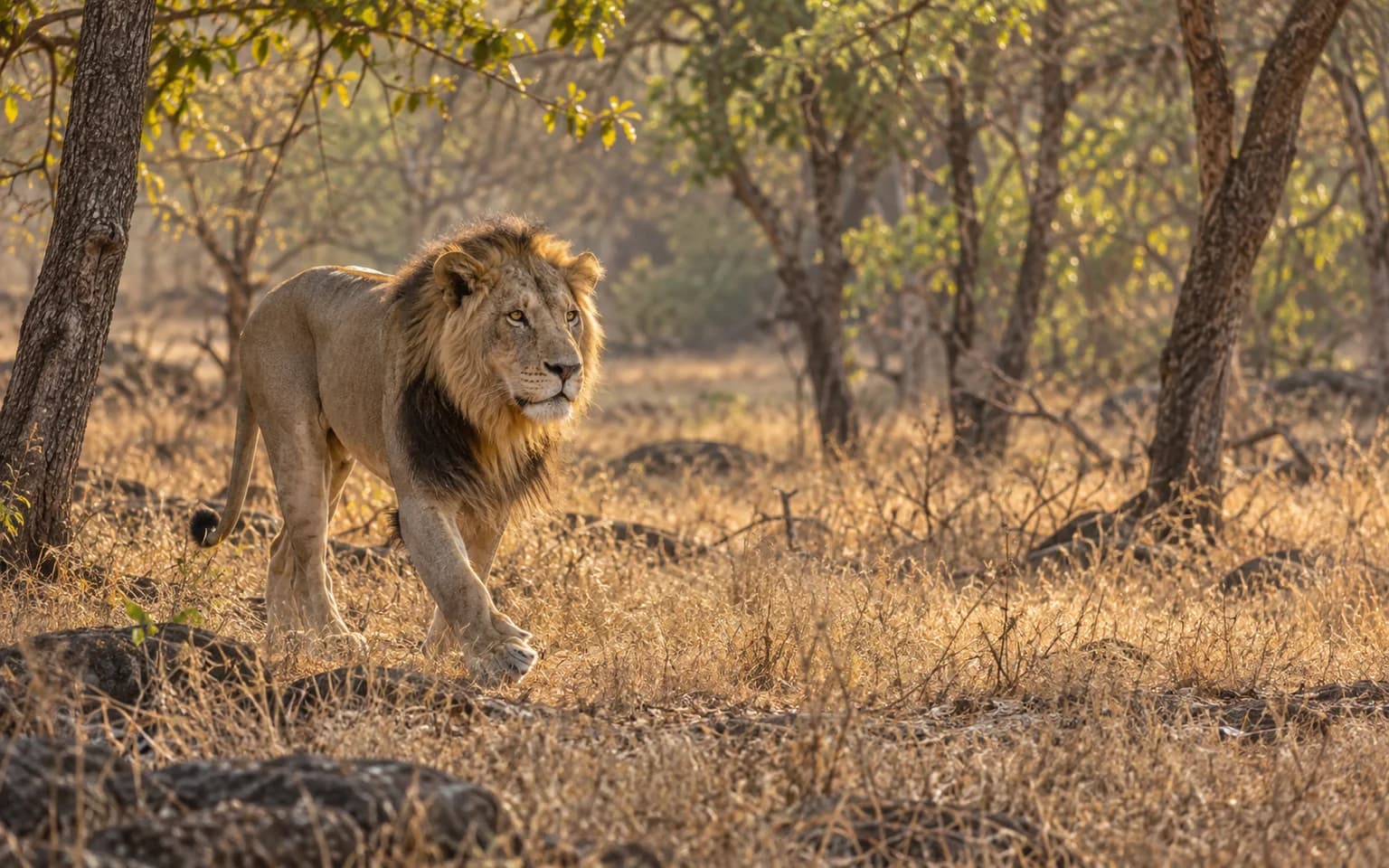 Asiatic lion walking through the dry deciduous forest of Sasan Gir
